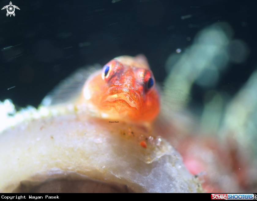 A Goby