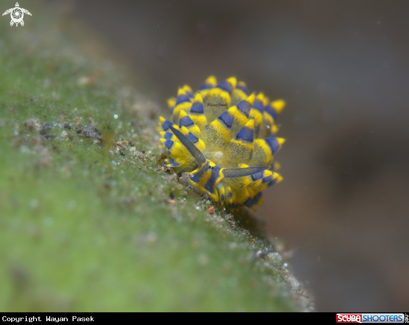 A Costasiella sp