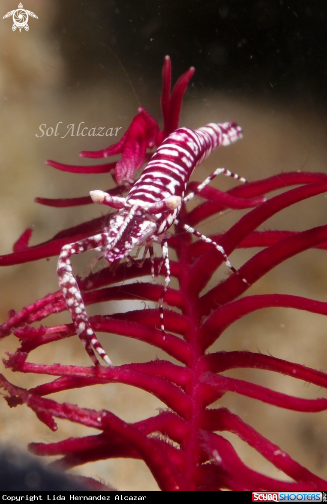 A crinoid shrimp