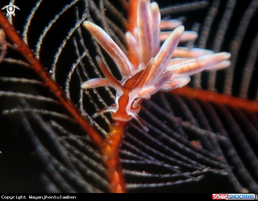 A Eubranchus