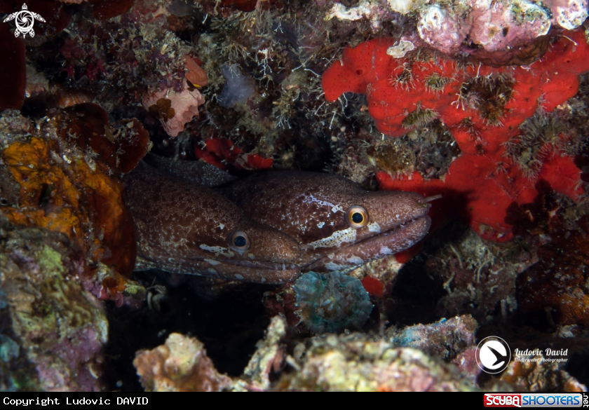 A Barred-Fin Moray 