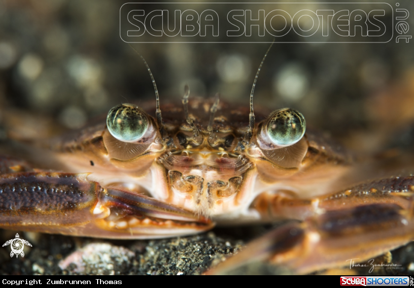 A Crab 