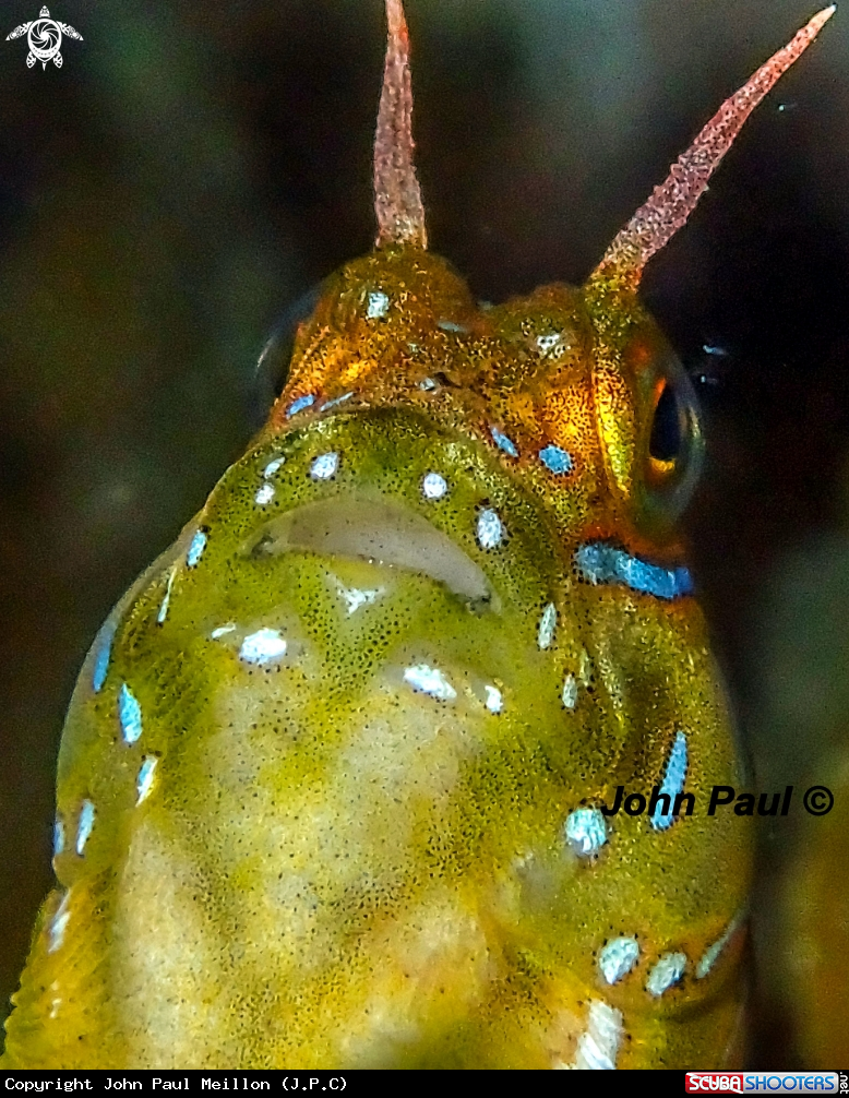 A BLENNIE SPHINX