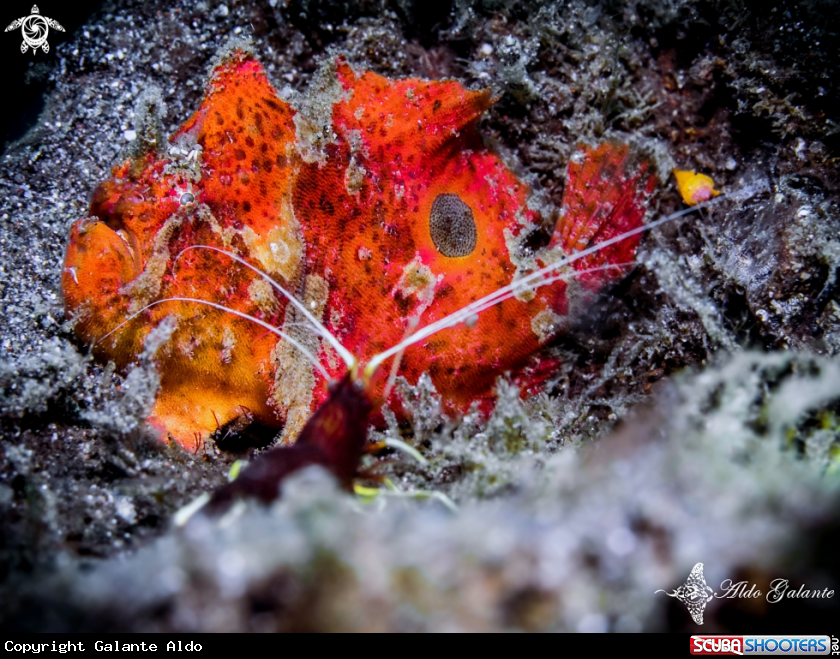 A Frogfish - Red Striped CleanerShrimp