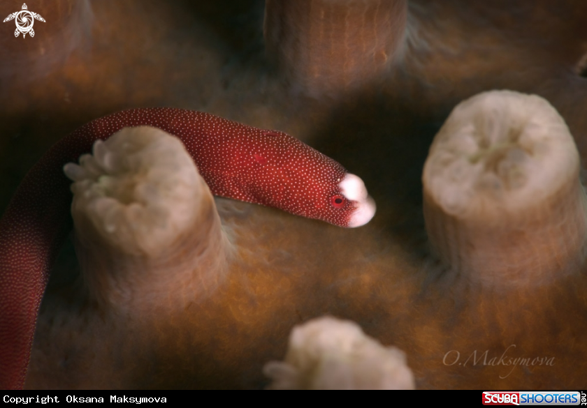 A Braun's pughead pipefish ( Bulbonaricus brauni)