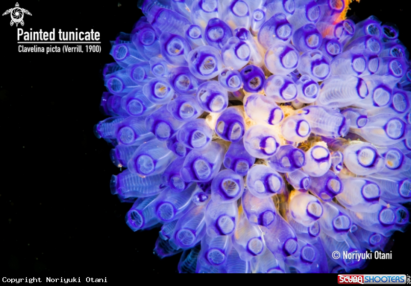 A Painted tunicate