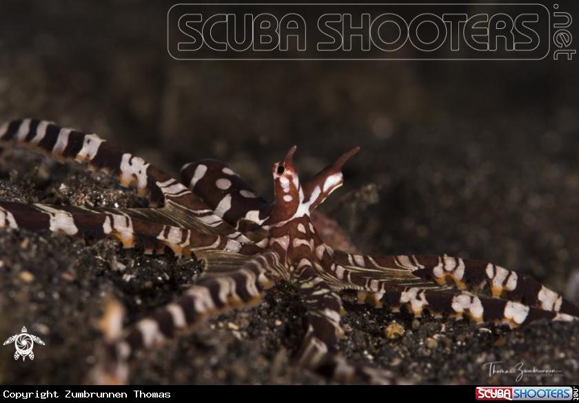 A Wonderpus Octopus 
