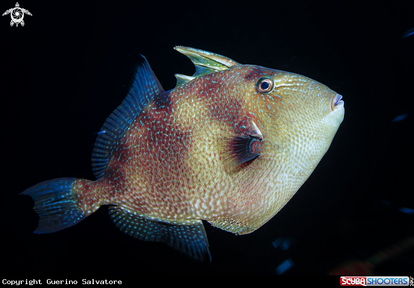 A Balistidae