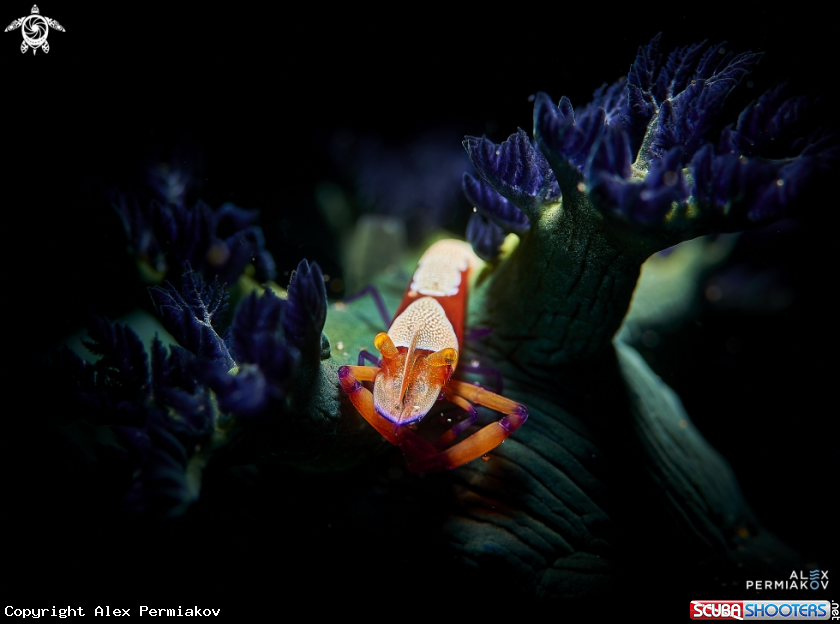 A Emperor shrimp
