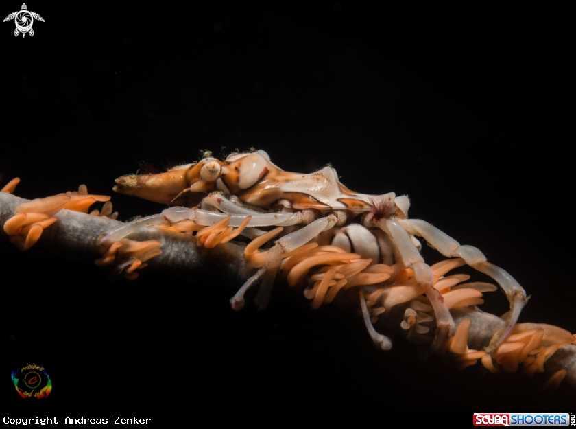 A  Xeno crab