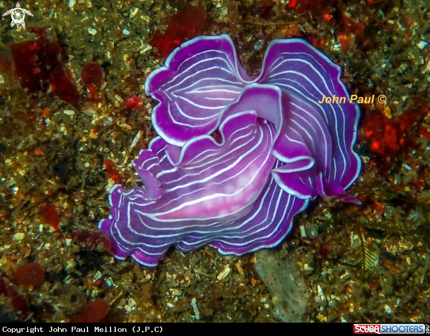 A Pink flatworm