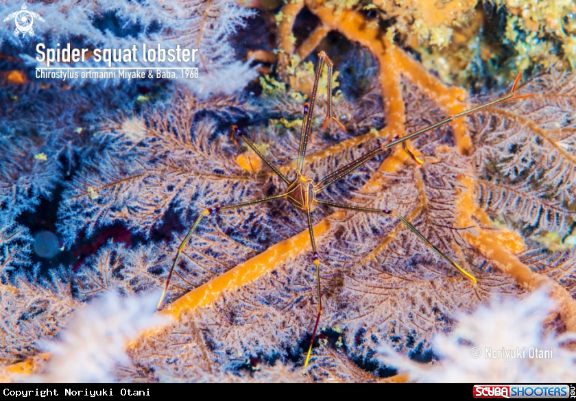 A Spider squat lobster