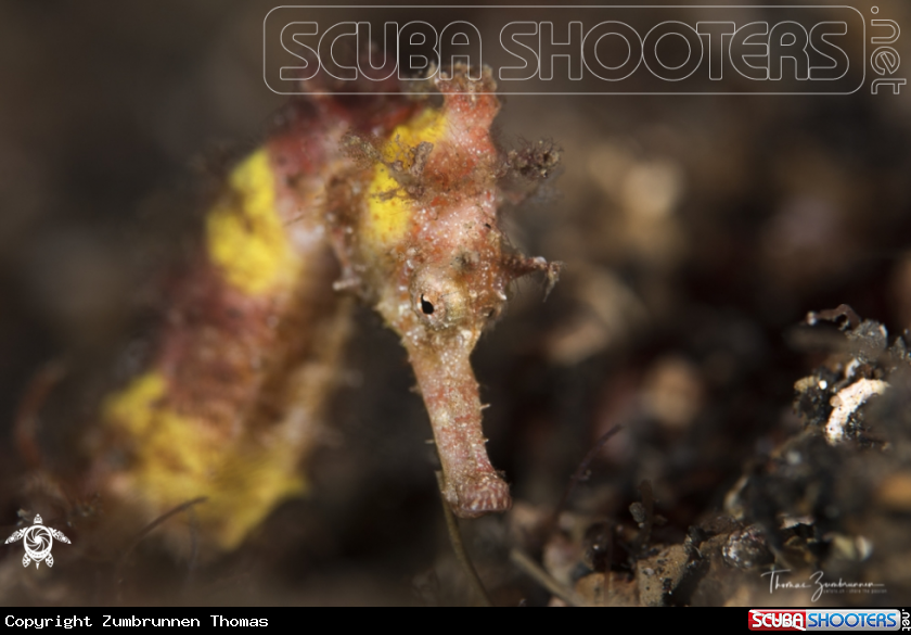 A Seahorse
