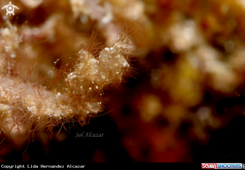 A hairy shrimp