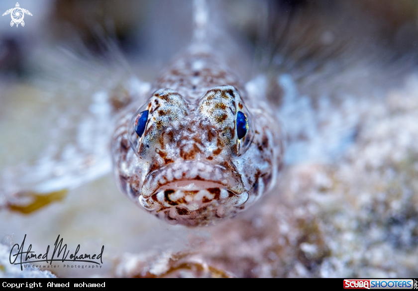 A Ornate Goby