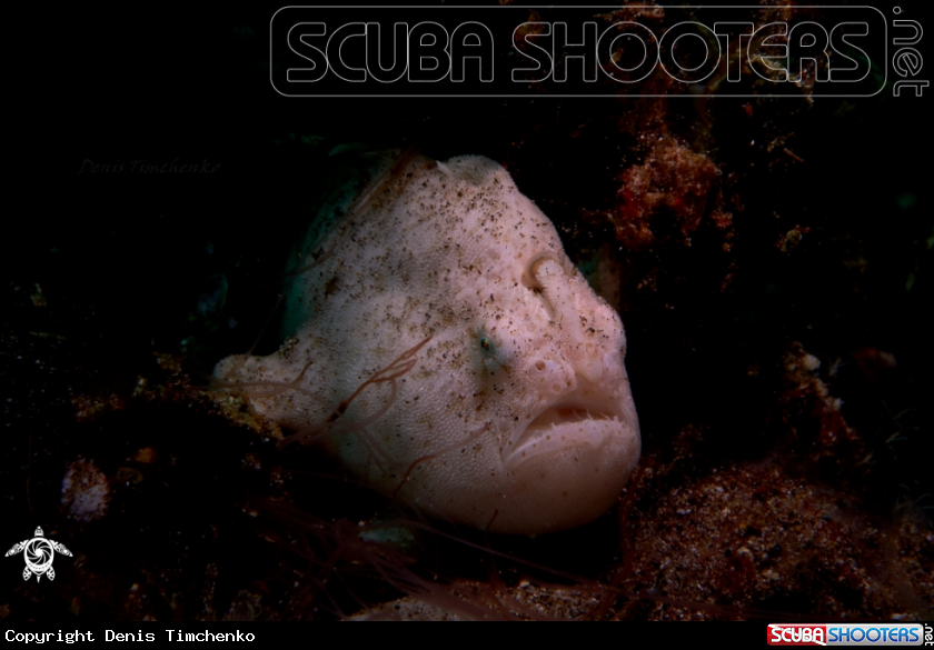 A FROGFISH