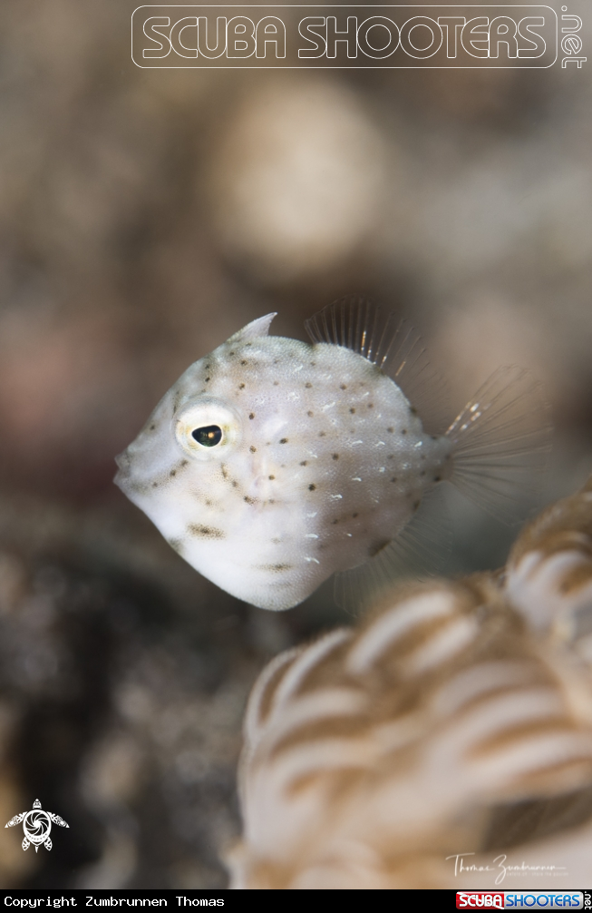 A Fish