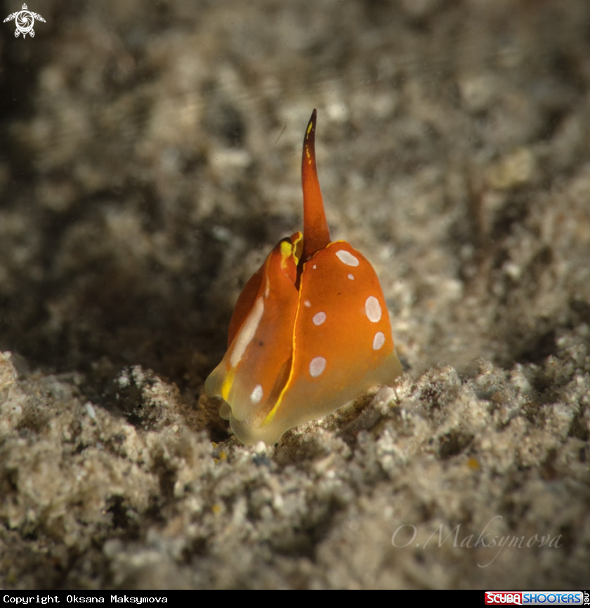 A Sea snail Diminovula culmen 