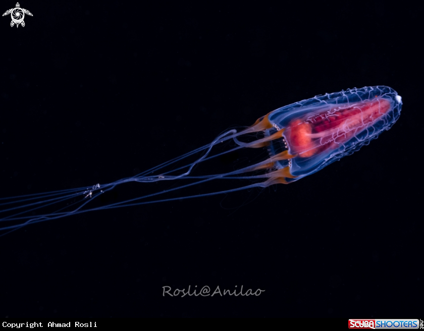 A Juvenile Jellyfish