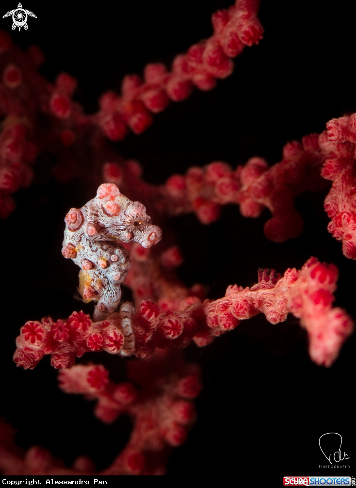 A Pygmy Seahorse