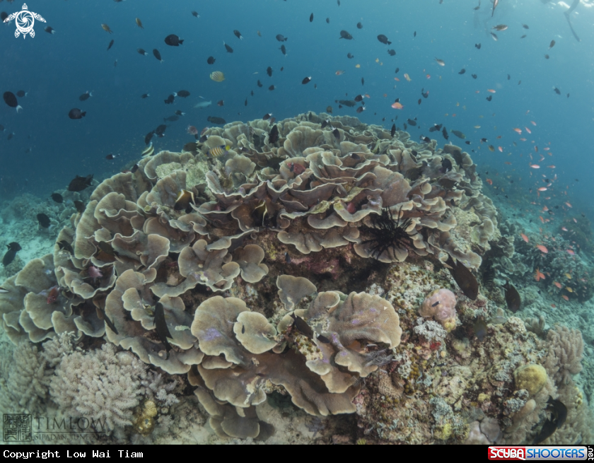 A Cabbage corals