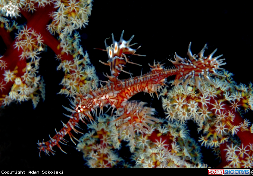 A Ornate Ghost pipefish