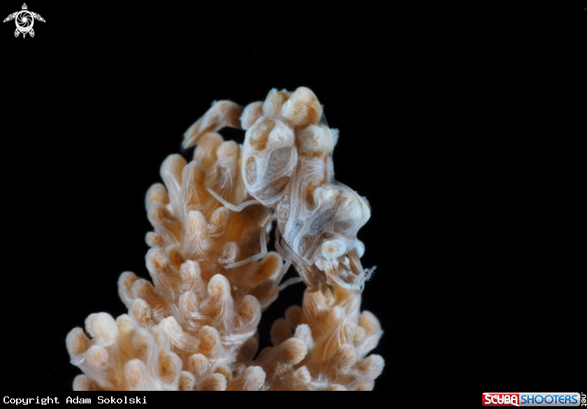 A Humpback shrimp