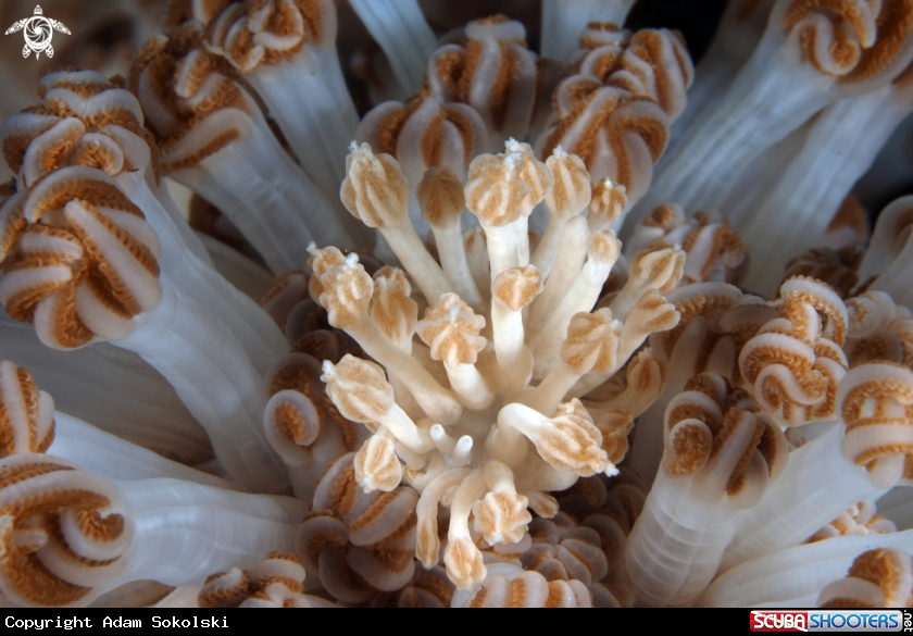 A Phyllodesmium