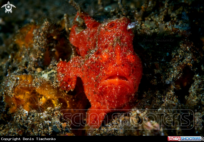 A FROGFISH