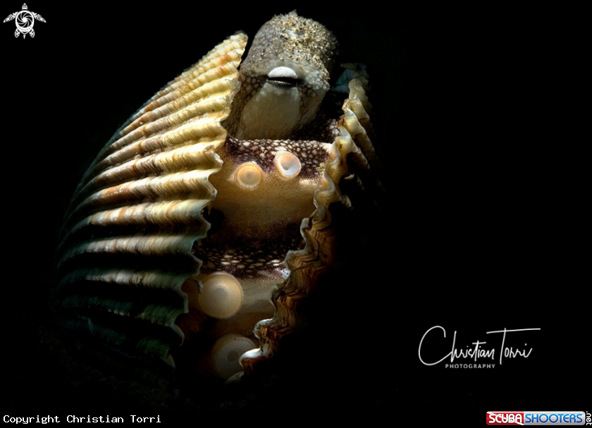 A coconut octopus