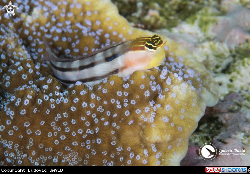 A Bath's Blenny