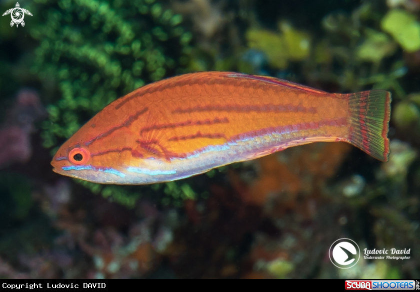 A Yellowfin Flasher