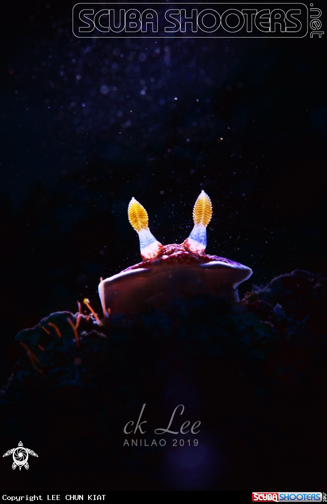 A Nudi back light
