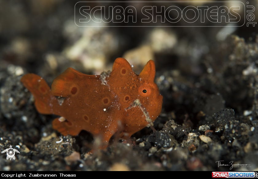 A Frogfish 
