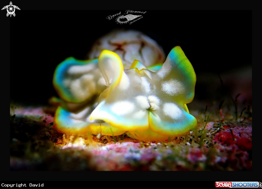 A Micromelo Undatus