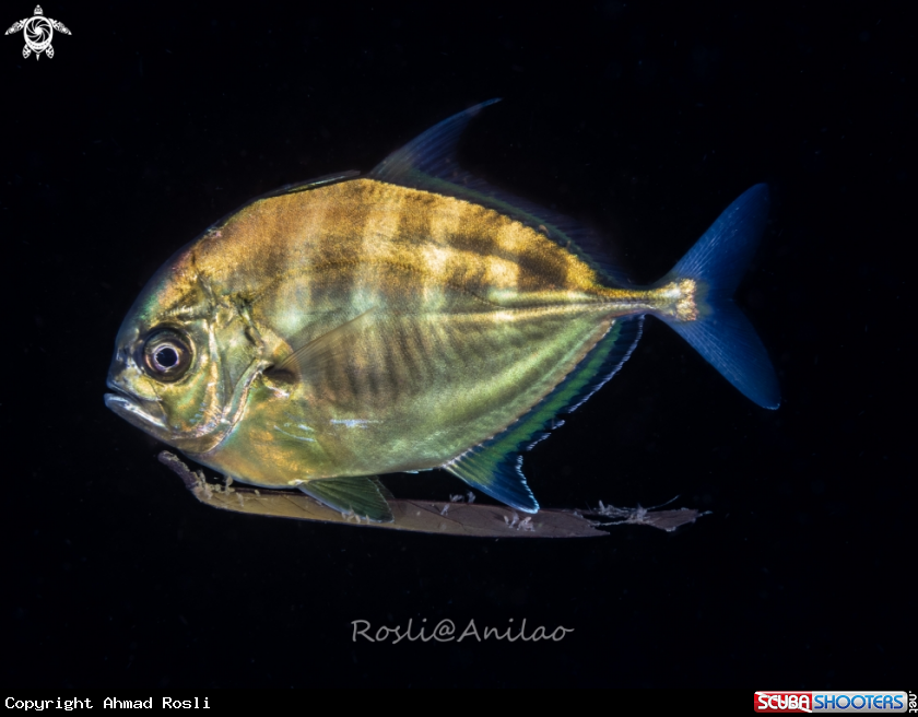 A Juvenile jack fish