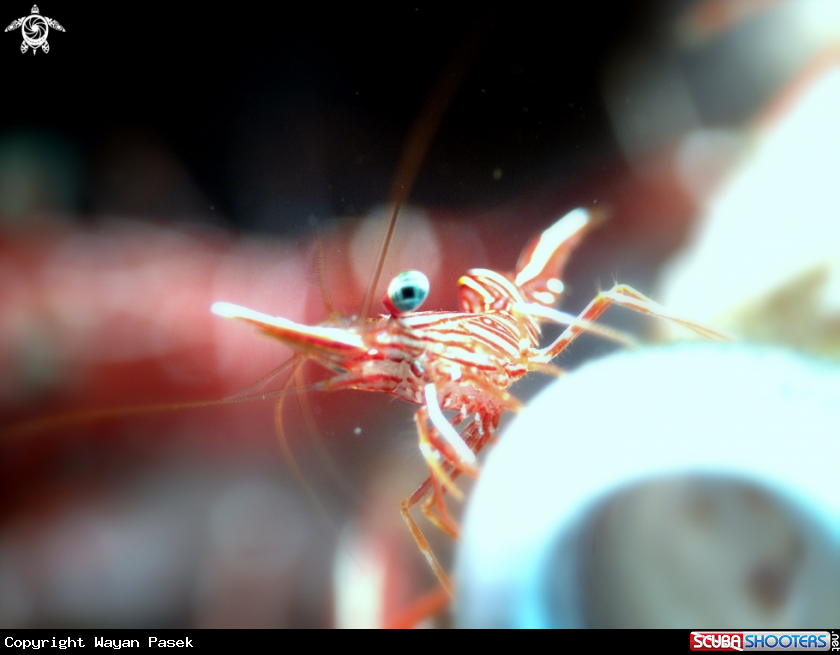 A Shrimp