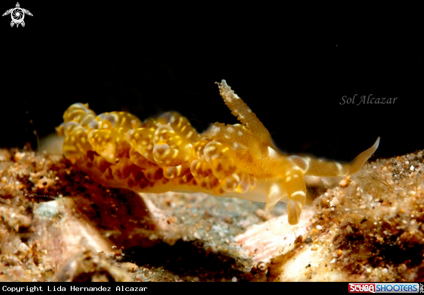 A nudibranch