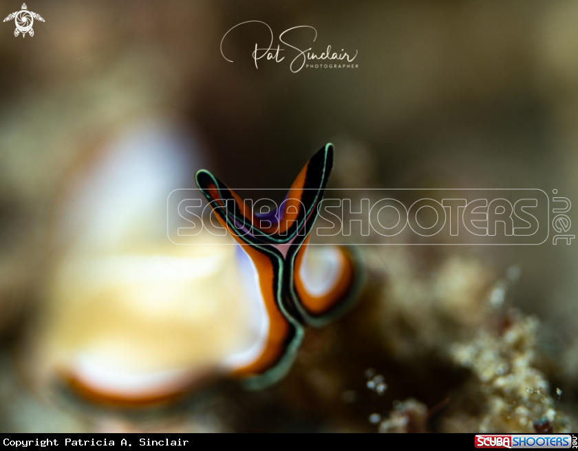 A flatworm