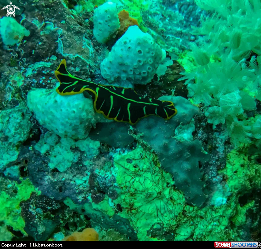 A TIGER SEASLUG