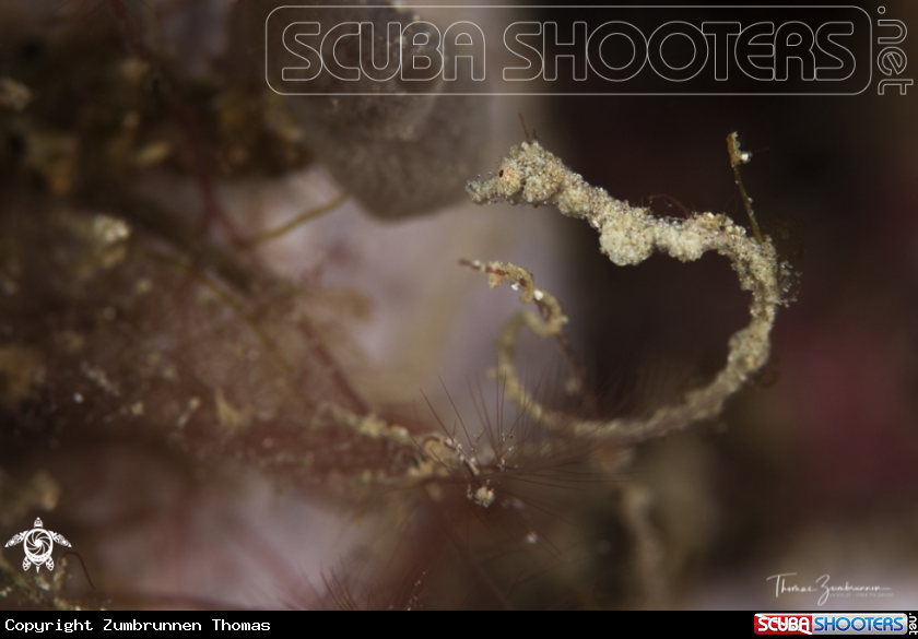 A Lembeh Sea Dragon 