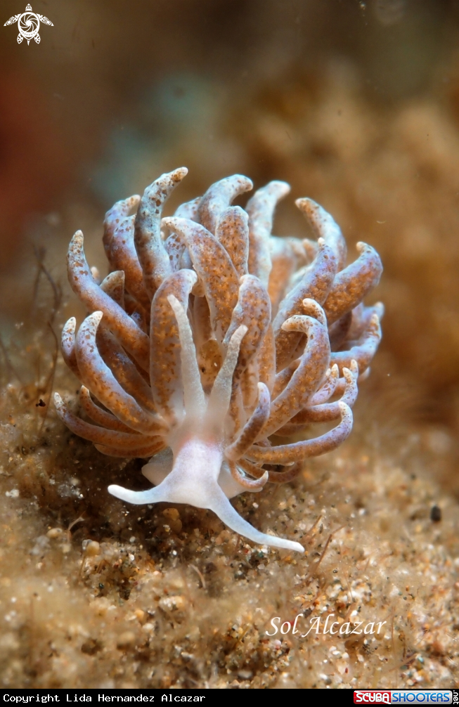 A nudibranch