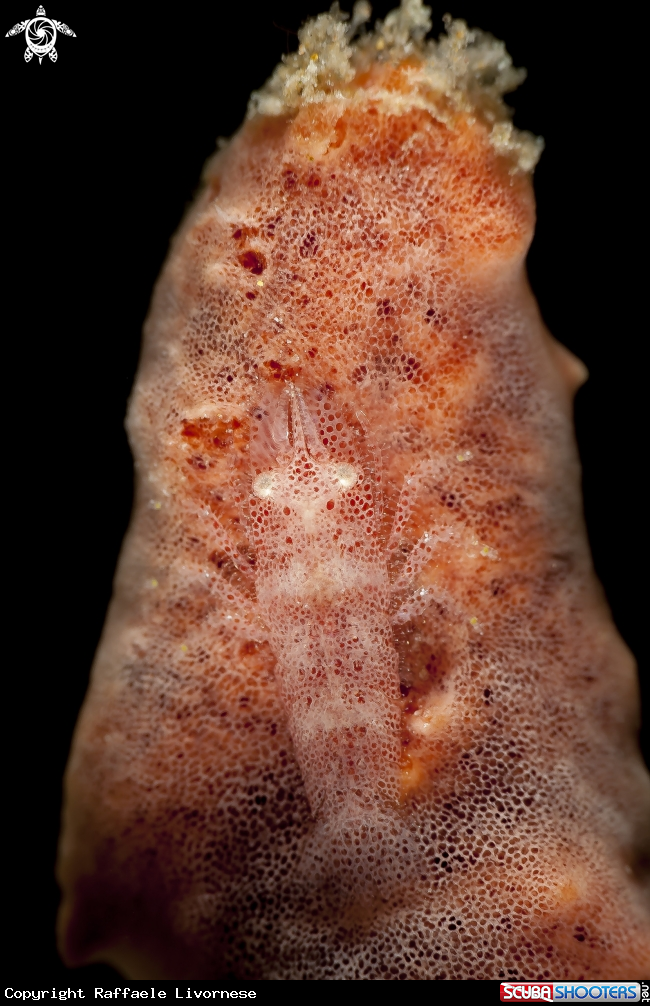 A Sponge shrimp