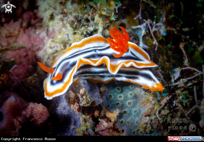 A Nudibranch