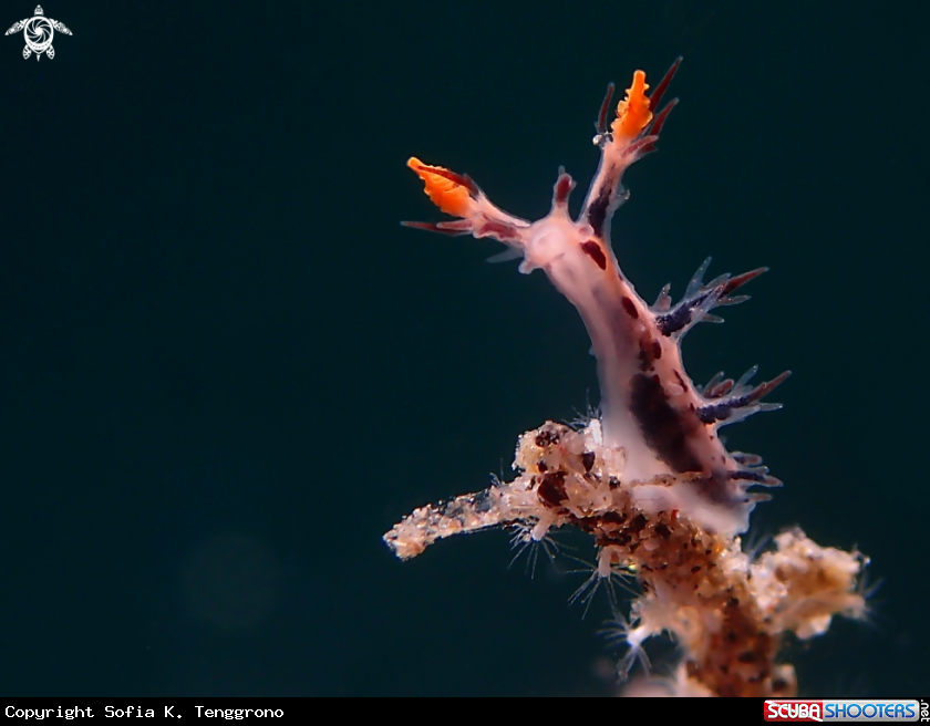A Nudibranch