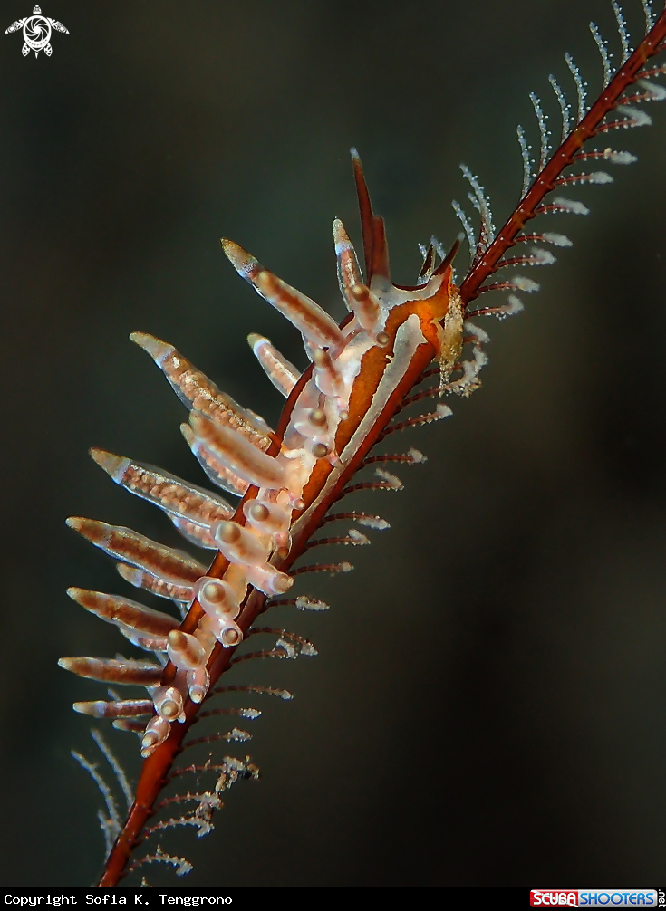 A Nudibranch