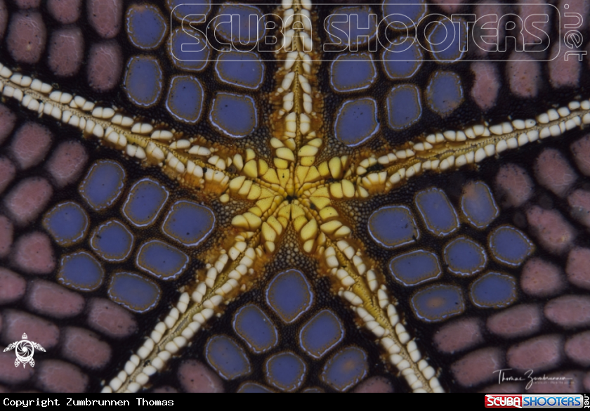 A Starfish 