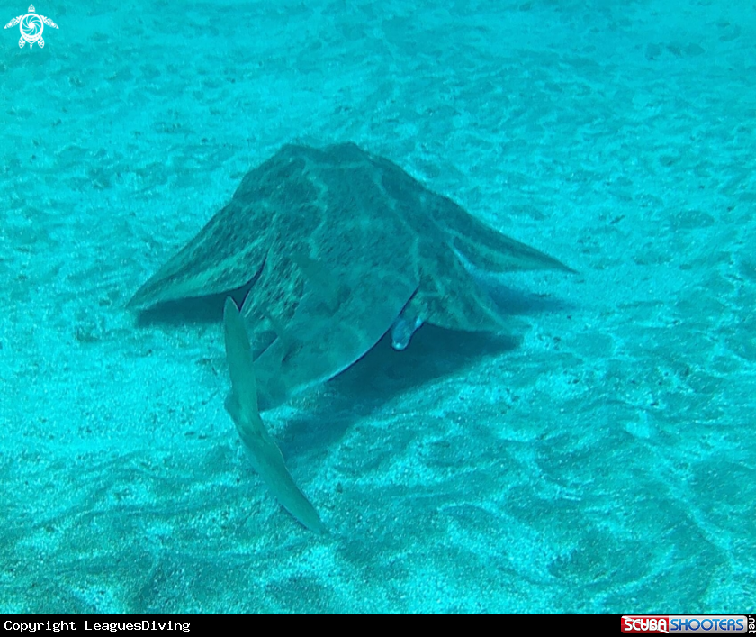 A Angel shark