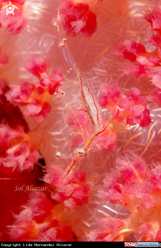 A glass shrimp with eggs