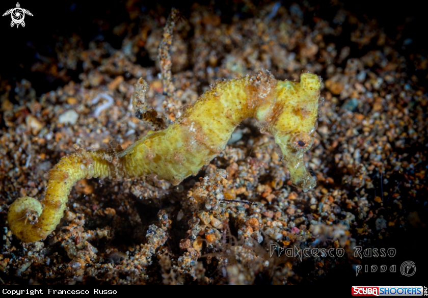 A Seahorse
